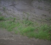borina poplava7
